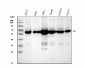 Anti-FTO Monoclonal Antibody