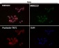 Anti-FTO Monoclonal Antibody