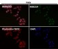 Anti-FTO Monoclonal Antibody