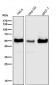 Anti-TXNIP Monoclonal Antibody