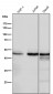 Anti-TXNIP Monoclonal Antibody