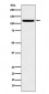 Anti-HAUSP / USP7 Rabbit Monoclonal Antibody