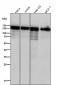 Anti-HAUSP / USP7 Rabbit Monoclonal Antibody