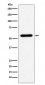 Anti-Liver Carboxylesterase 1 Monoclonal Antibody