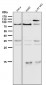 Anti-5 Lipoxygenase ALOX5 Monoclonal Antibody