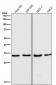 Anti-IGFBP7 Monoclonal Antibody