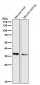 Anti-IGFBP7 Monoclonal Antibody