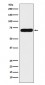 Anti-NPRC Rabbit Monoclonal Antibody