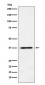 Anti-JAB1 Monoclonal Antibody