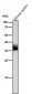 Anti-JAB1 Monoclonal Antibody