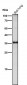 Anti-JAB1 Monoclonal Antibody