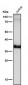 Anti-JAB1 Monoclonal Antibody