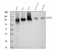 Anti-RNA Helicase A Rabbit Monoclonal Antibody