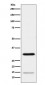 Anti-Geminin Monoclonal Antibody