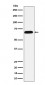 Anti-Alkaline phosphatase ALPI Rabbit Monoclonal Antibody