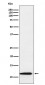 Anti-Thioredoxin 2 Monoclonal Antibody