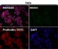 Anti-KAT13A / SRC1 Monoclonal Antibody