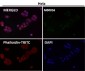 Anti-KAT13A / SRC1 Monoclonal Antibody