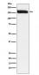 Anti-KAT13A / SRC1 Monoclonal Antibody