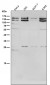 Anti-KAT13A / SRC1 Monoclonal Antibody