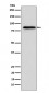 Anti-Gelsolin GSN Rabbit Monoclonal Antibody