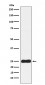 Anti-Casein Kinase 2 beta Monoclonal Antibody
