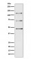 Anti-Complement C3 Monoclonal Antibody