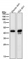 Anti-SPI1 Rabbit Monoclonal Antibody