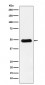 Anti-RbAp48 Rabbit Monoclonal Antibody