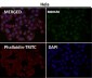 Anti-TRF2 Monoclonal Antibody