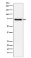 Anti-TRF2 Monoclonal Antibody