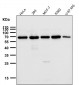 Anti-TRF2 Monoclonal Antibody