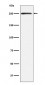 Anti-MYH11 Rabbit Monoclonal Antibody