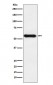 Anti-Cytochrome P450 1A2 CYP1A2 Monoclonal Antibody