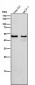 Anti-Cytochrome P450 1A2 CYP1A2 Monoclonal Antibody