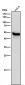 Anti-Cytochrome P450 1A2 CYP1A2 Monoclonal Antibody