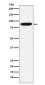 Anti-MST1 Rabbit Monoclonal Antibody