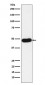 Anti-Napsin A NAPSA Monoclonal Antibody