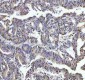 Anti-FKBP51 Monoclonal Antibody