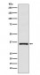 Anti-DMRT1 Monoclonal Antibody