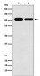 Anti-MCM3 Monoclonal Antibody