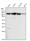 Anti-MCM3 Monoclonal Antibody