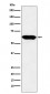 Anti-E2F4 Monoclonal Antibody