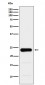 Anti-GST3 / GSTP1 Monoclonal Antibody