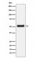 Anti-OLFM4 Monoclonal Antibody