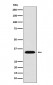 Anti-MBD3 Monoclonal Antibody
