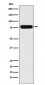 Anti-Villin-1 VIL1 Monoclonal Antibody