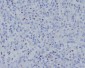 Anti-TBX21 Rabbit Monoclonal Antibody