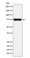 Anti-Cox2 PTGS2 Monoclonal Antibody