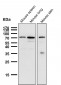 Anti-Cox2 PTGS2 Monoclonal Antibody